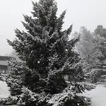 Perce-neige