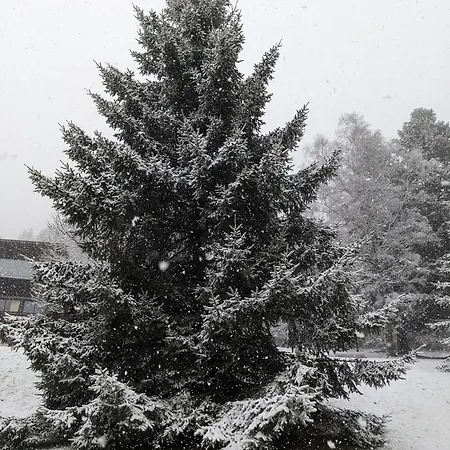 Perce-neige